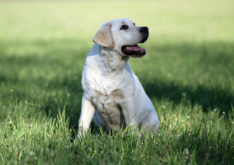 a yellow labrador in the park