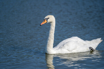 Wild white swans swim in the water on the pond