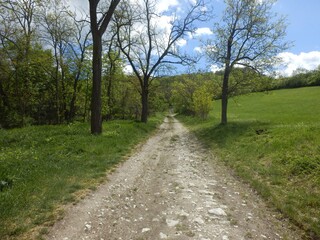 Stony path leading to the forest. Trees and meadow around a stony path. Forest trail in spring