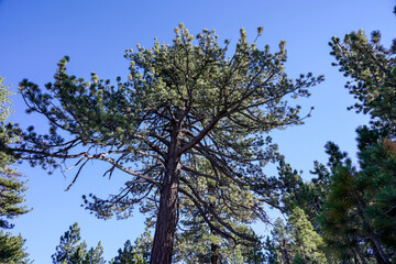 Obraz premium Pine cone and pine tree in the national park
