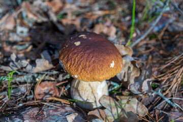 Beautiful boletus edulis mushroom banner in wild forest. White mushroom in autumn day