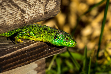 Lacerta bilineata - Western green lizard