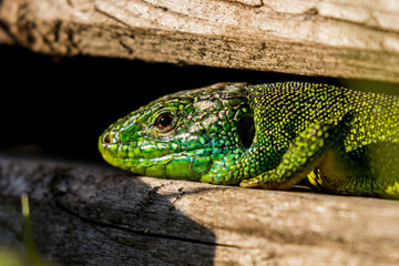 Lacerta bilineata - Western green lizard