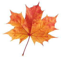 one red-orange autumn maple leaf.