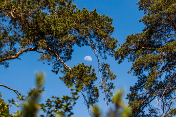 Moon in forest