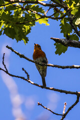 European robin - Erithacus rubecula