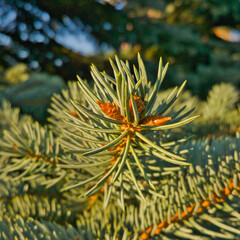 Naklejka na ściany i meble Close-up of the tip of a sprig of North American spruce, blue-green needles and beige-brown buds in golden sunlight against a background of azure blue spruce - champagne, celebration, joy ...