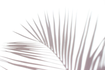 Obraz premium The shadow of a palm leaf on a light background. Tropical concept.