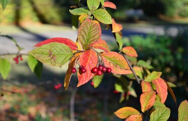 rote Beeren und bunte Blätter