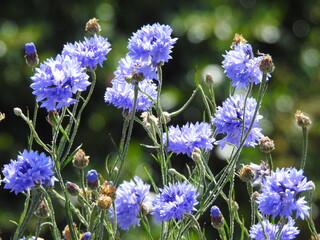 Numerous blue flowers on thin stems