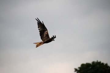 A Red Kite in flight