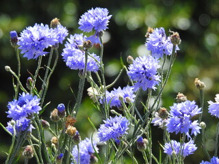 Numerous blue flowers on thin stems