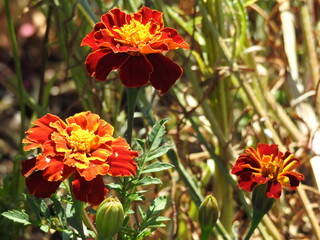 Three maroon flowers