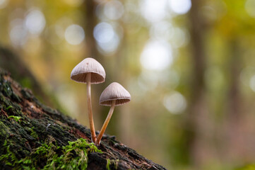 Mushrooms in the autumn forest