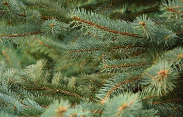 Christmas tree branches green background świerk choinka zielone gałęzie świąteczne © Anna