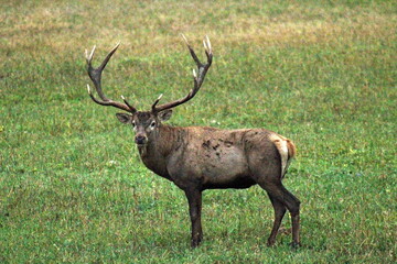 European red deer with large antlers during the breeding season. Unique image of wild animals.