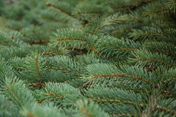 Christmas tree branches green background świerk choinka zielone gałęzie świąteczne © Anna
