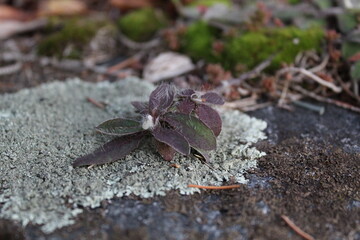 minuscule plante succulente poussant sur du lichen, posé sur un muret de pierre