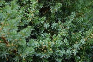 Juniper branches natural background green xmas krzew jałowca iglaste gałązki - obrazy, fototapety, plakaty