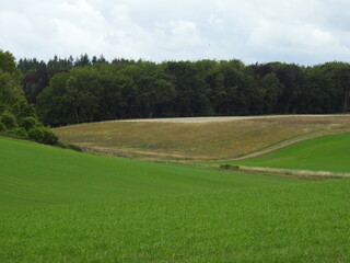 Fields, meadows, trees