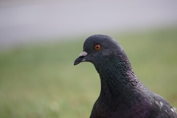 pigeon in the park closeup