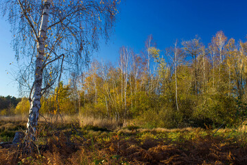 Obraz premium Landscape in the National Park Maasduinen in the Netherlands