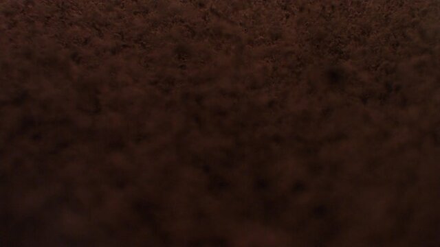 Ripe selected cocoa beans fall from top to bottom on flying cocoa powder. The concept of the taste of chocolate and gourmet desserts. Slow motion