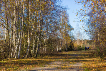Fototapeta premium National Park Maasduinen in the Netherlands - birch alley