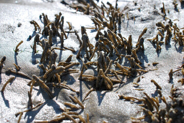 Ensemble de stalagmites de sable sur la plage du Rocher du Lutin à Ile de Noirmoutier -Vendée