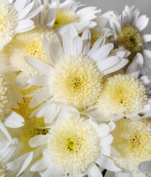 Bouquet of delicate yellow chrysanthemums on a white wooden background. Valentine's Day Greeting Card, Mother's Day