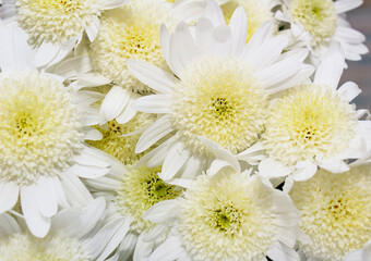 Bouquet of delicate yellow chrysanthemums on a white wooden background. Valentine's Day Greeting Card, Mother's Day