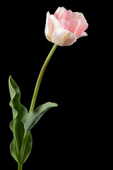 Pink flowers of Angelique tulip, isolated on black background