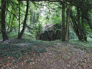 Overgrown tin shed in the forest