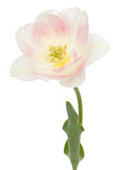 Naklejka na ściany i meble Pink flowers of Angelique tulip, isolated on white background