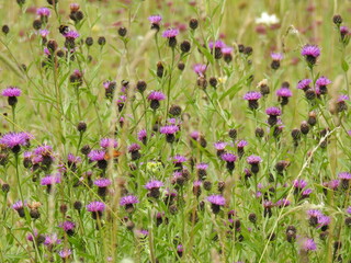 Meadow with purple thistle