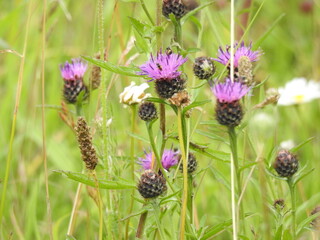 Wild purple thistle