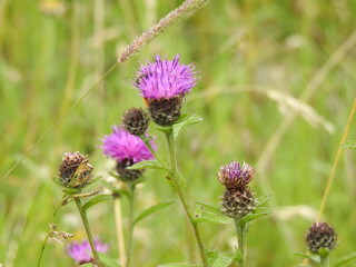 Wild purple thistle
