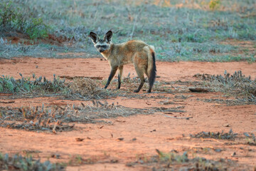 Bat-eared fox, Otocyon megalotis,  gazing at photographer.  Fox with big ears on red ground next to den. Wild animals photography, african safari at Tsavo West national park, Kenya.