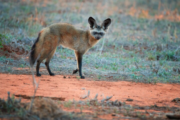 Bat-eared fox, Otocyon megalotis,  gazing at photographer.  Fox with big ears on red ground next to den. Wild animals photography, african safari at Tsavo West national park, Kenya.