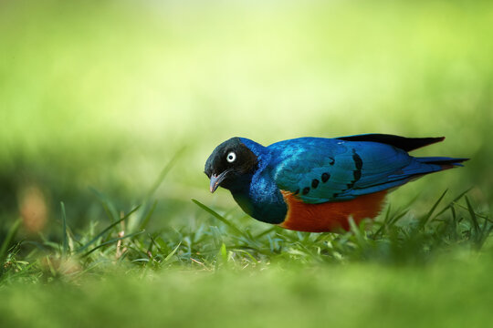 Superb starling, Lamprotornis superbus, close up, low angle photo of vibrant blue and orange colored bird, standing in fresh green grass. Birding in Amboseli, Kenya.