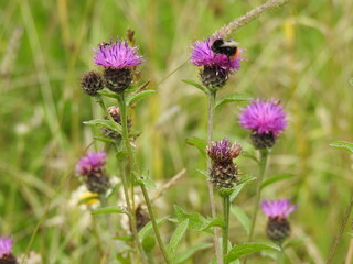 Wild purple thistle with an insect