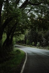 Fototapeta premium Path surrounded by trees on a cloudy day.tif