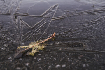 Fallen leaf trapped in the ice crystals of the overnight frost in Rovaniemi, Lapland, Finland.