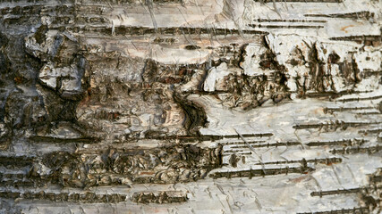 Close-up of the bark (skin) of a European White Birch along the shore of the Kemijoki River in...