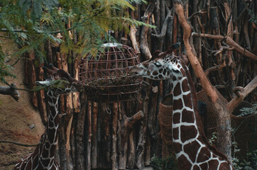 Giraffes sharing their meal 