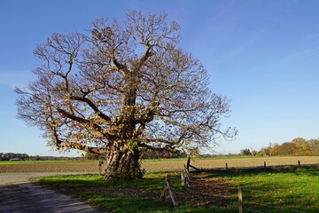 350 Jahre alte Esskastanie (Castanea sativa)