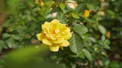 A bee pollinates a yellow flower. A bee busy drinking nectar from the flower