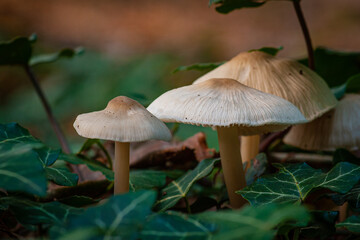 mushroom in the forest