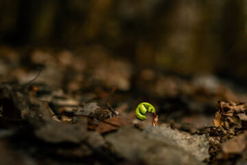 growing young plant in the spring