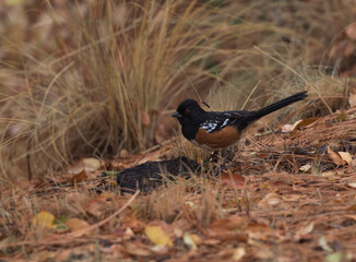 Alert Spotted Towhee in autumn gold and auburn of dried pine needles and grasses
